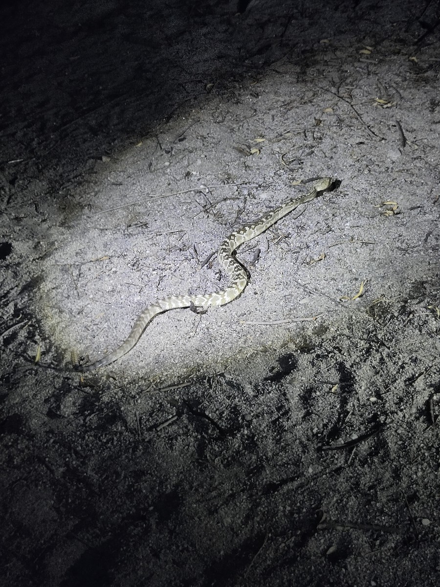 Western Black-tailed Rattlesnake - ML639996147