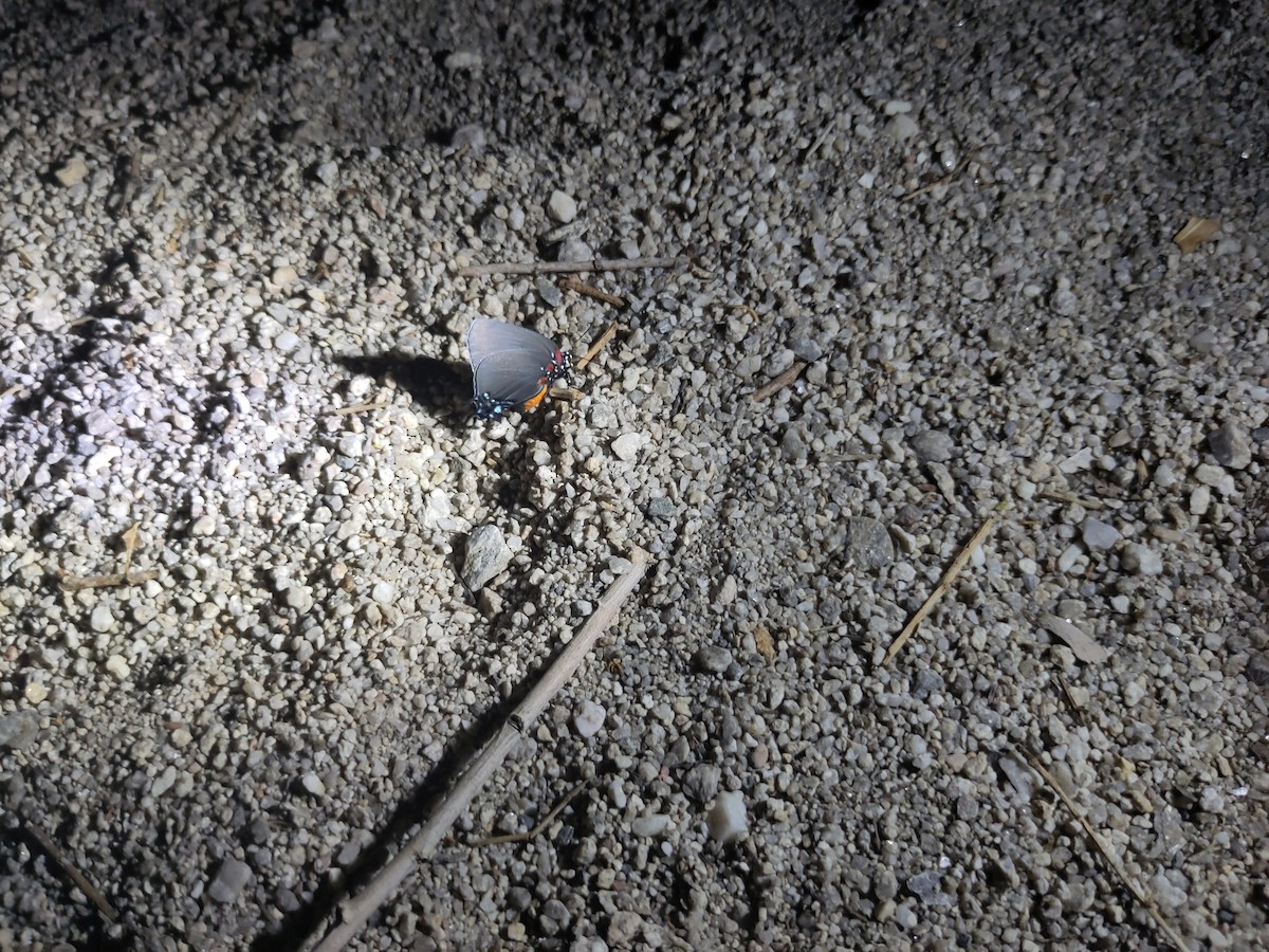 Butterflies and Moths - ML639996187