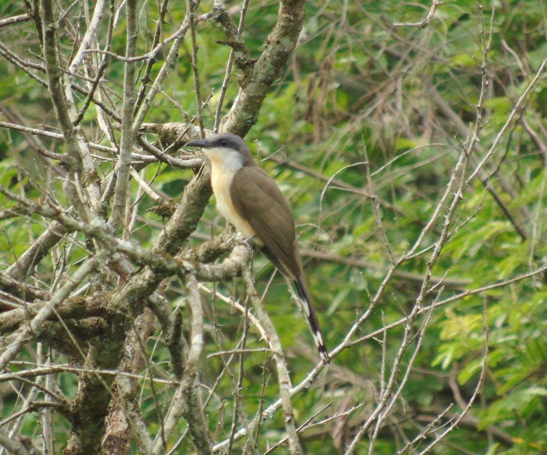 Dark-billed Cuckoo - ML639996191