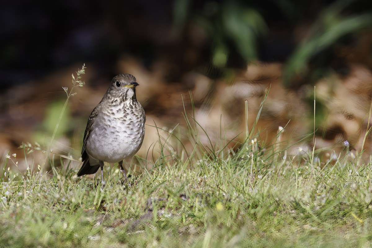 Gray-cheeked Thrush - ML639996201