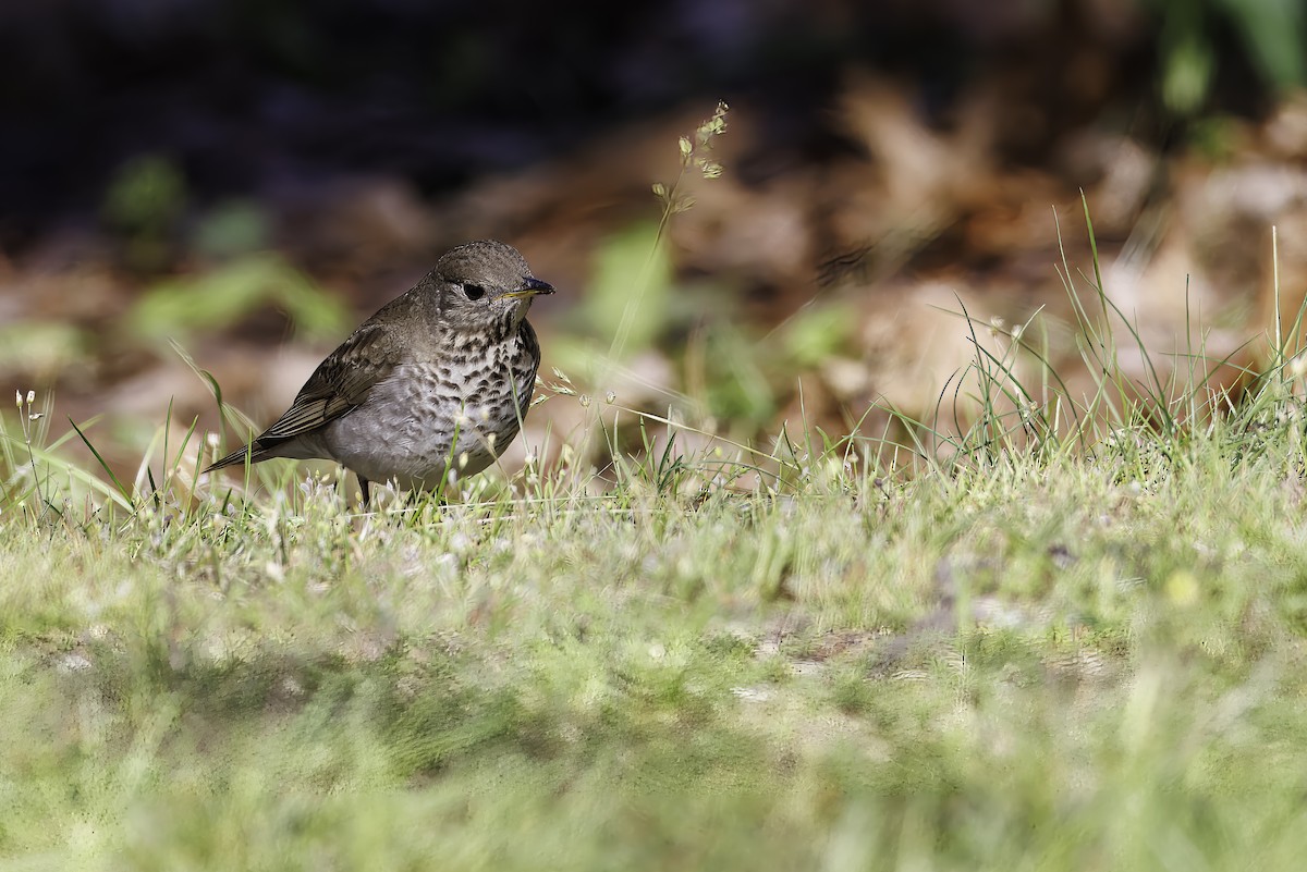 Gray-cheeked Thrush - ML639996202