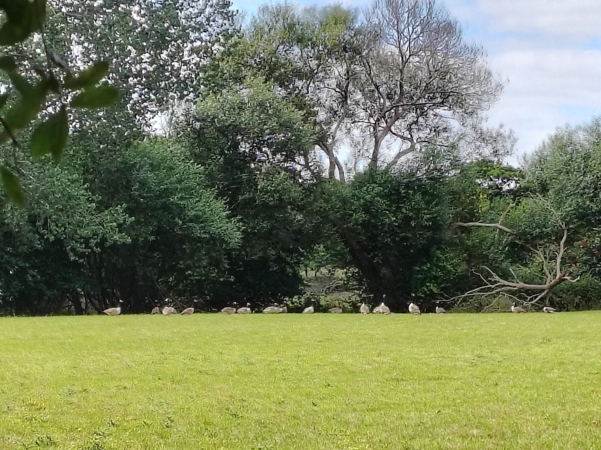 Canada Goose - ML639996217