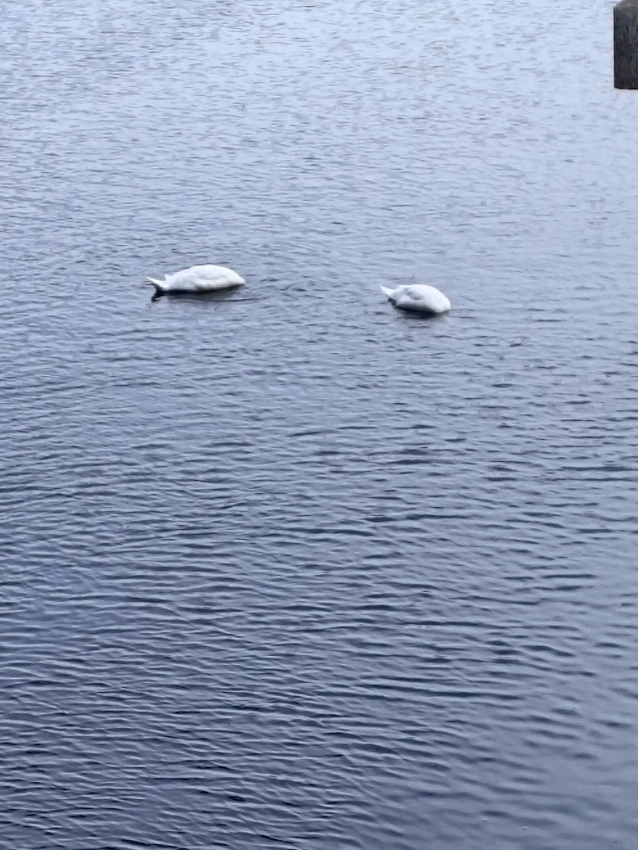 Mute Swan - ML639996219