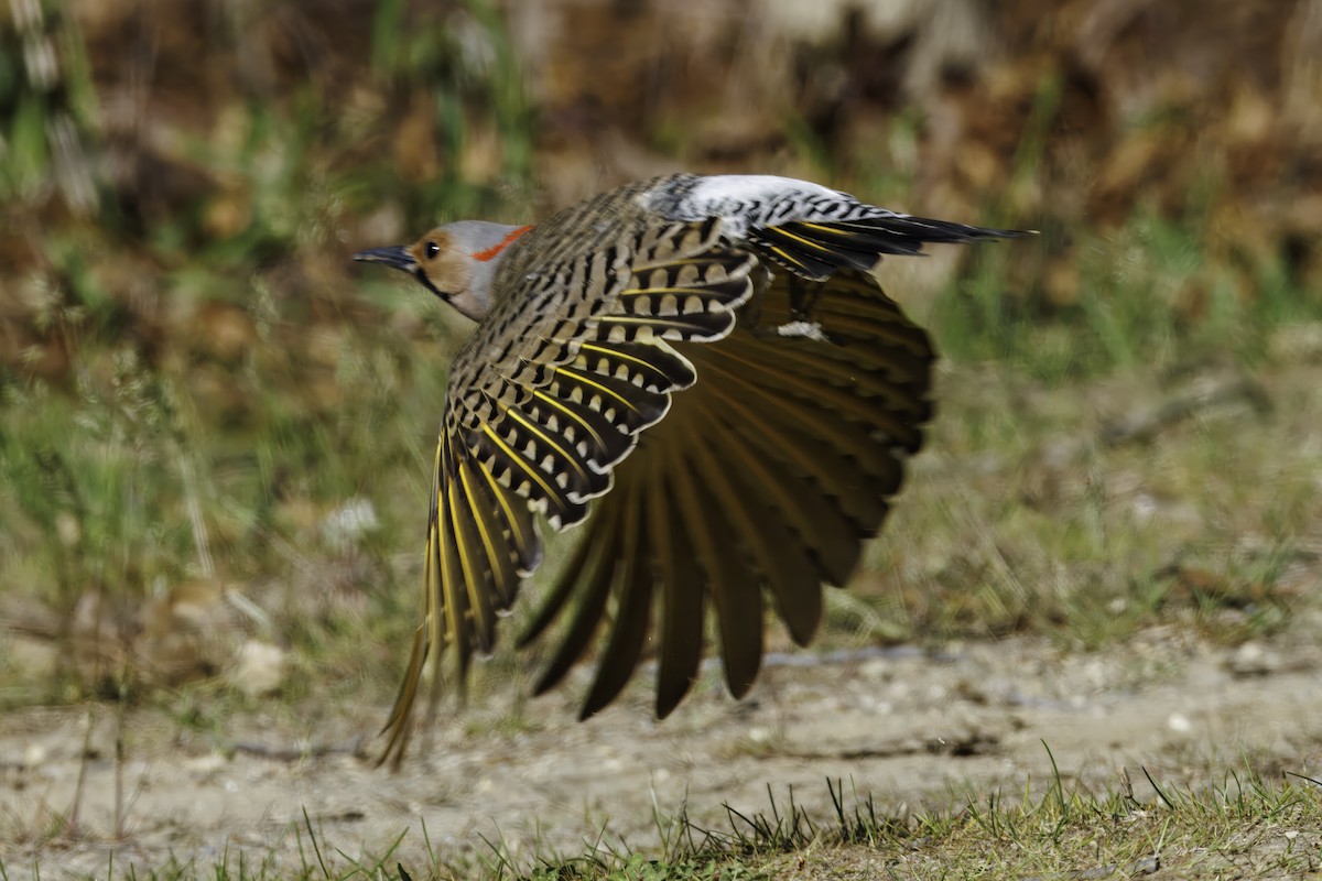 Northern Flicker - ML639996230