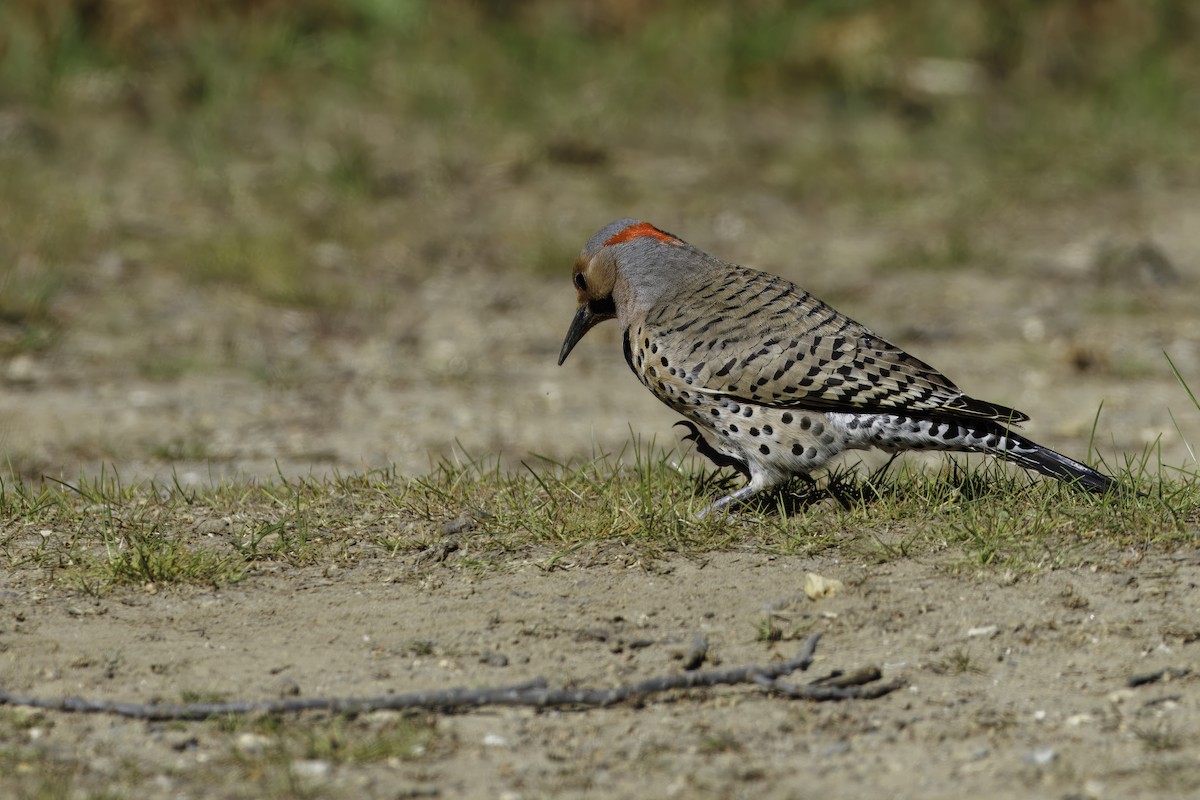 Northern Flicker - ML639996231