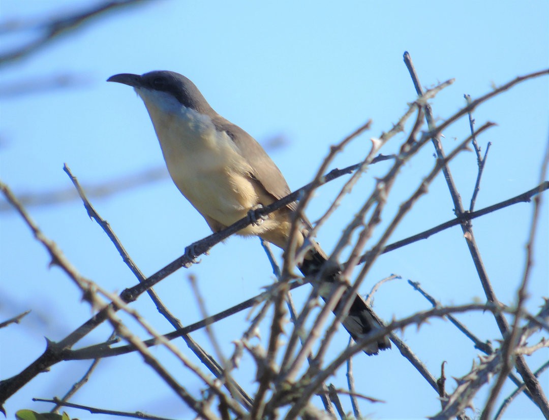 Dark-billed Cuckoo - ML639996232