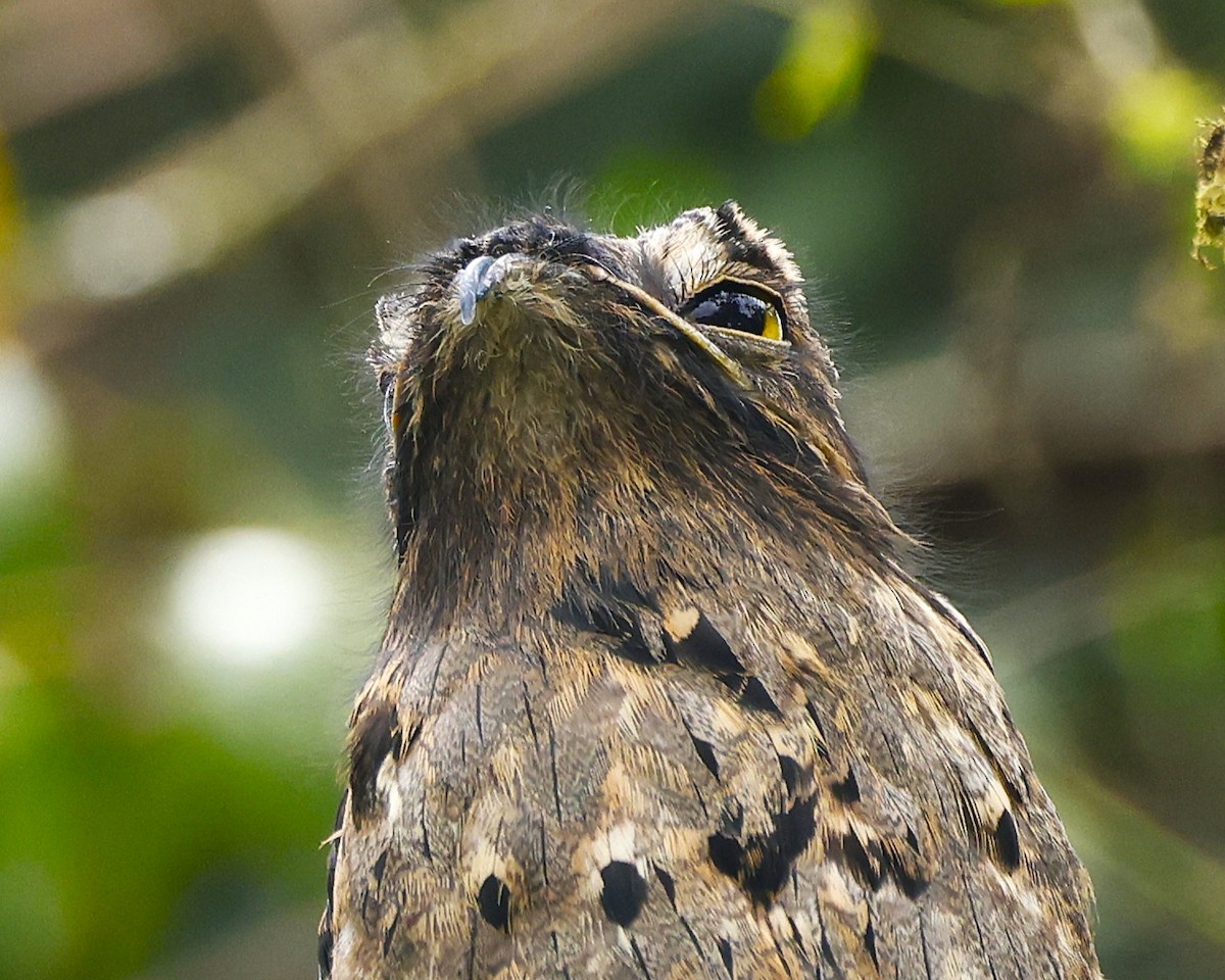 Common Potoo - ML639996234