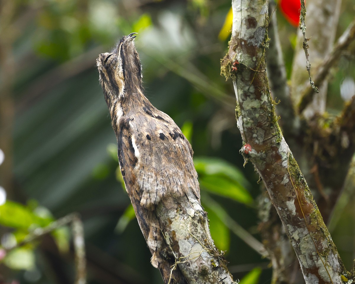 Common Potoo - ML639996235