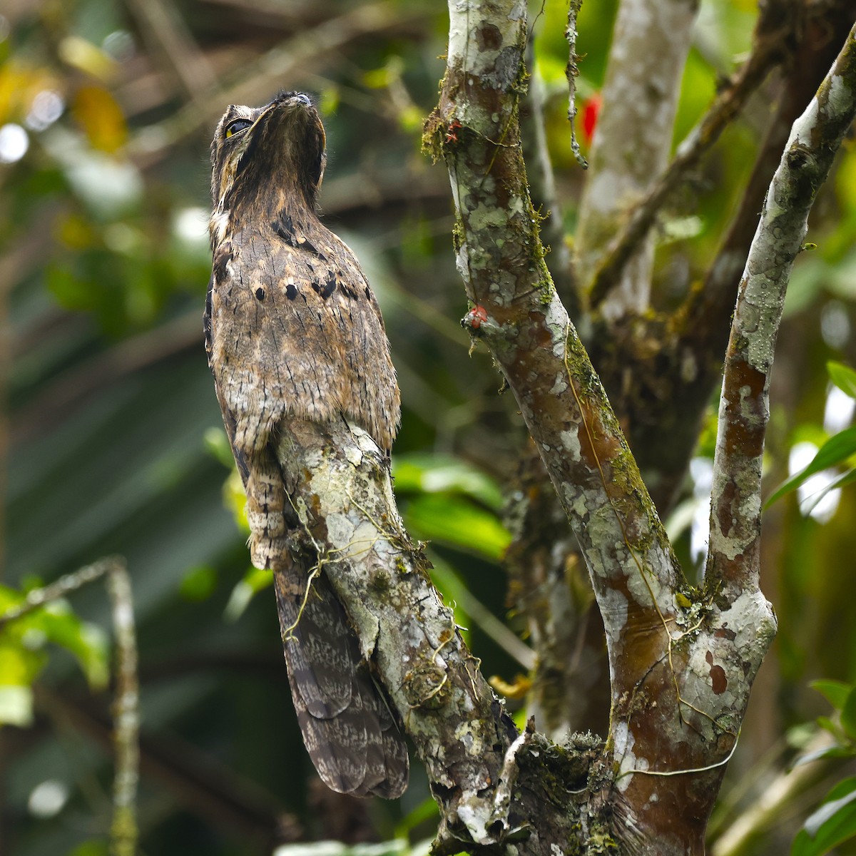 Common Potoo - ML639996236
