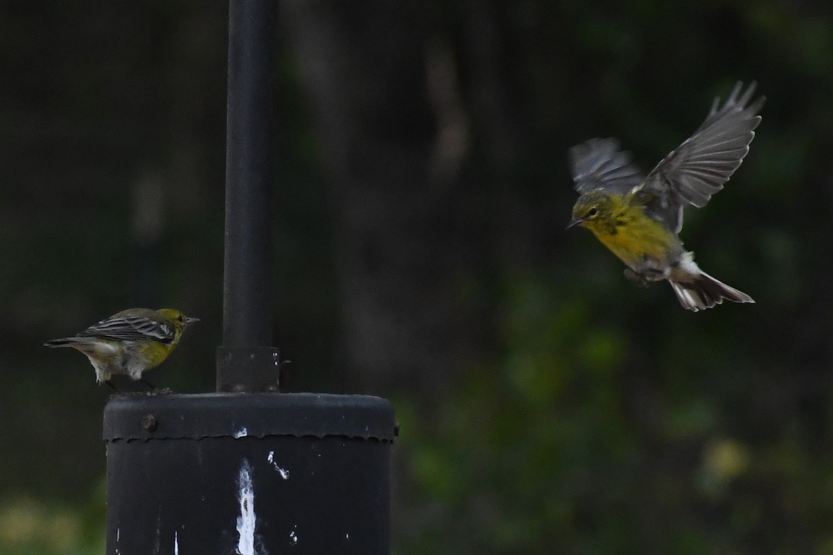 Pine Warbler - ML639996249