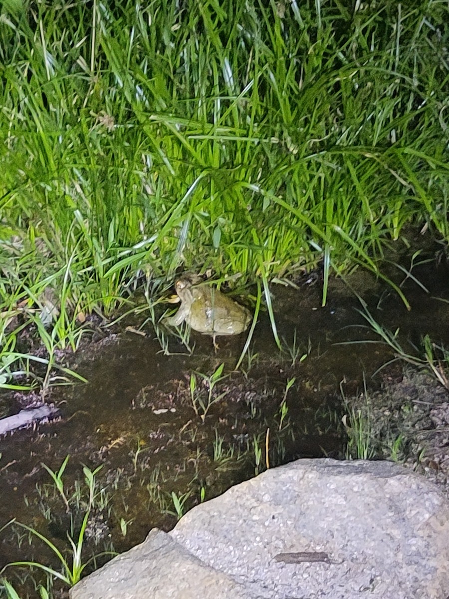American Bullfrog - ML639996256