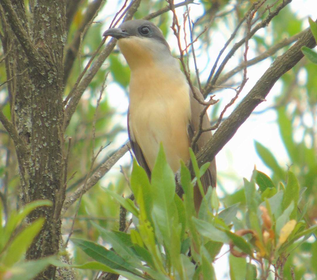Dark-billed Cuckoo - ML639996275
