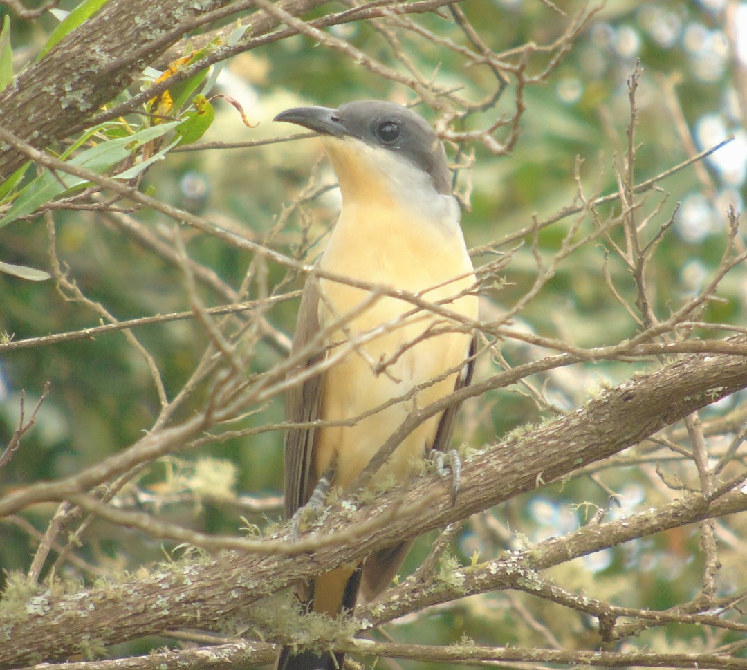 Dark-billed Cuckoo - ML639996276