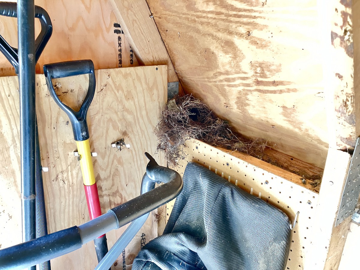 Carolina Wren - ML639996282