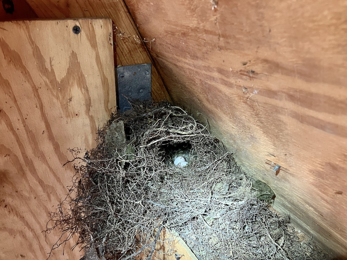 Carolina Wren - ML639996283