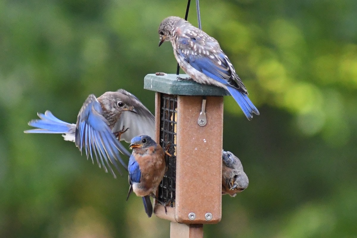 Eastern Bluebird (Eastern) - ML639996284
