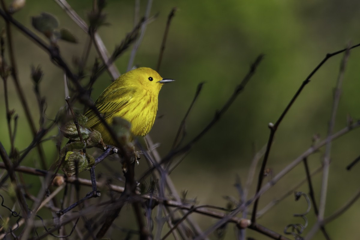 Yellow Warbler - ML639996313