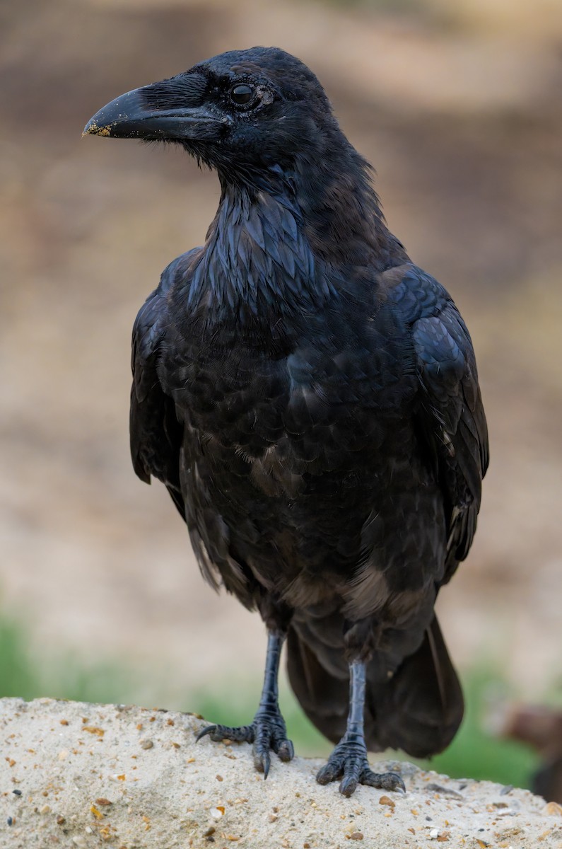 Common Raven - ML639996352