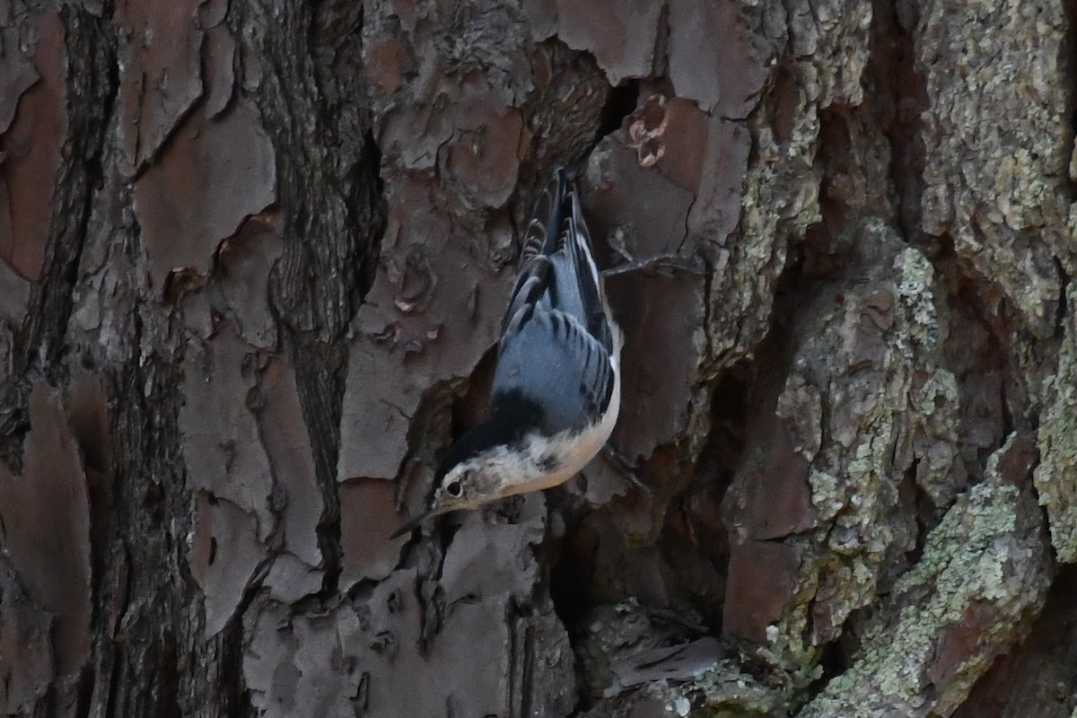White-breasted Nuthatch (Eastern) - ML639996357