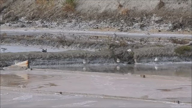 Dunlin - ML639996394