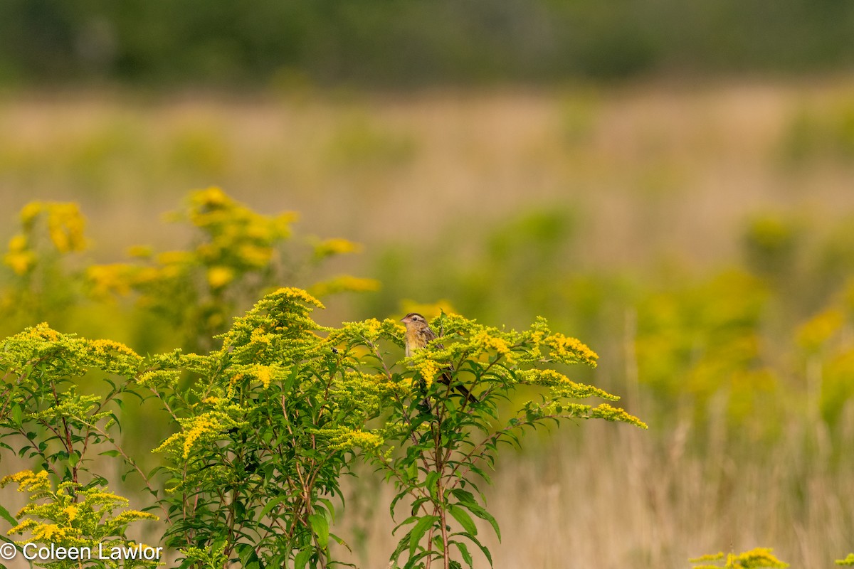Bobolink - ML639996405