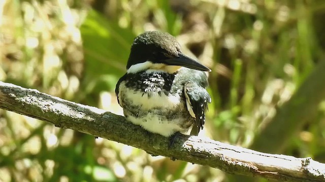 Green Kingfisher - ML639996410