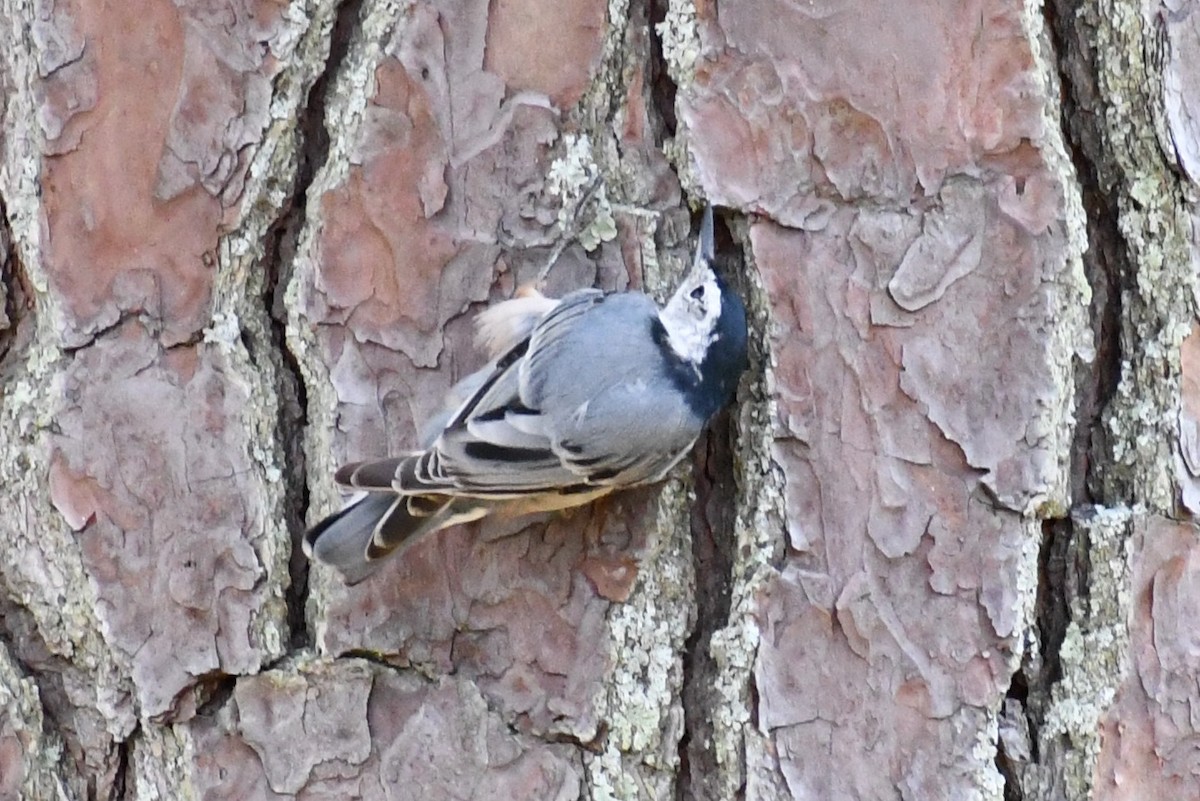 White-breasted Nuthatch (Eastern) - ML639996411