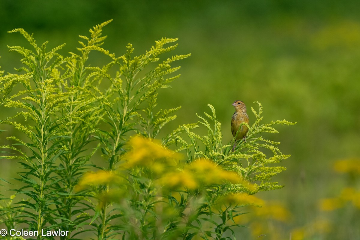 Bobolink - ML639996422