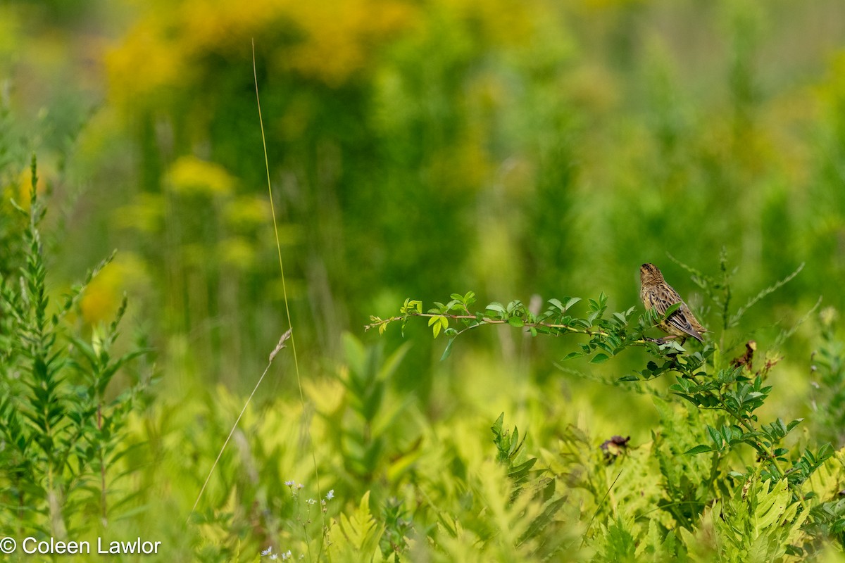 Bobolink - ML639996424