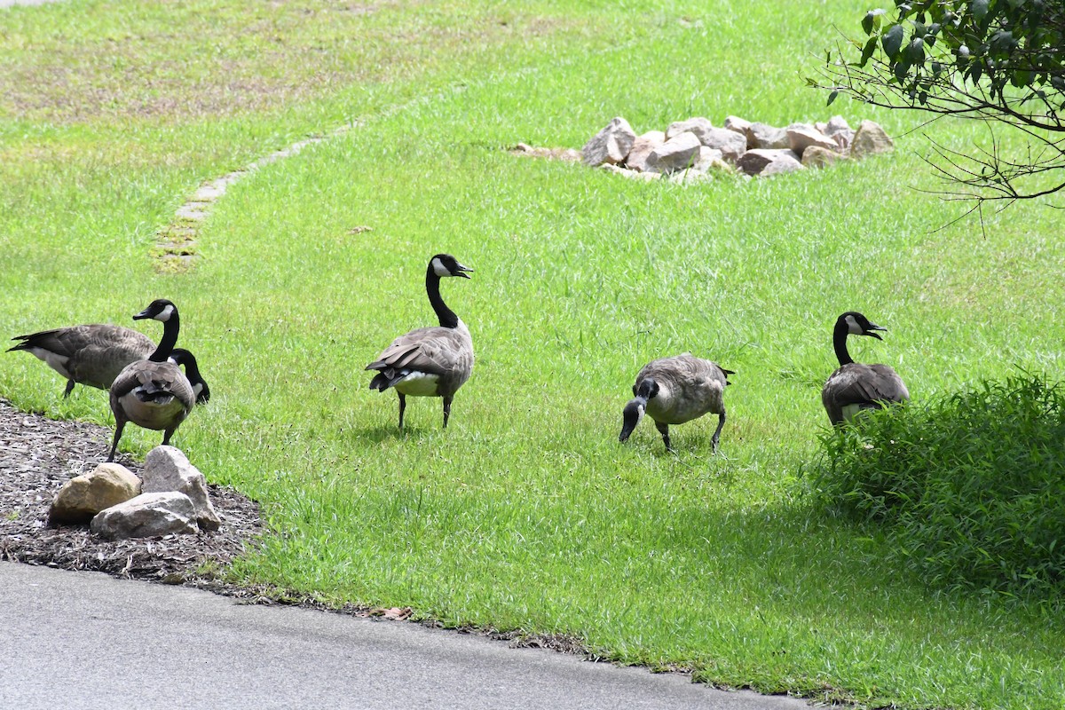 Branta kanadar handia - ML639996429