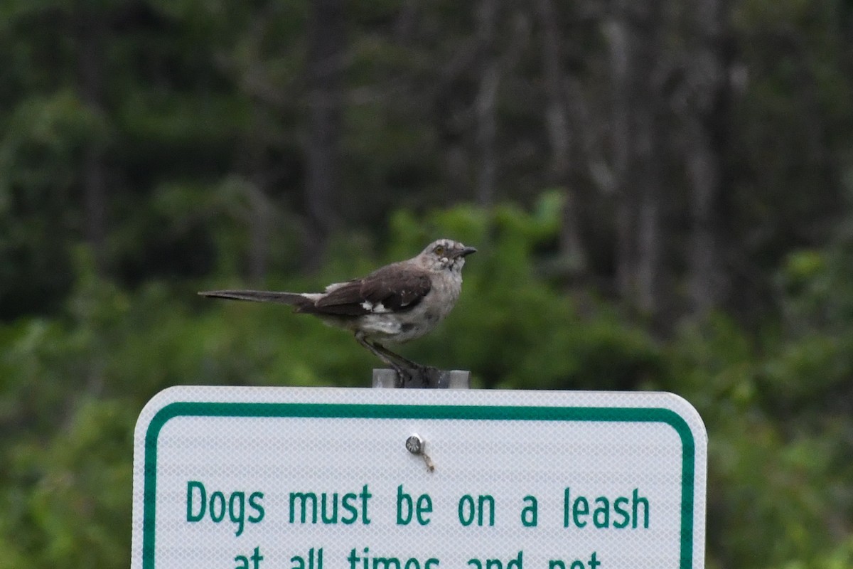 Northern Mockingbird - ML639996461