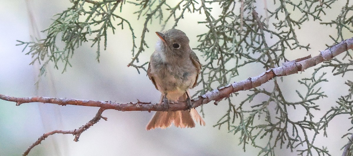 Western Flycatcher - ML639996529