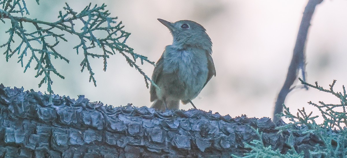 Western Flycatcher - ML639996548
