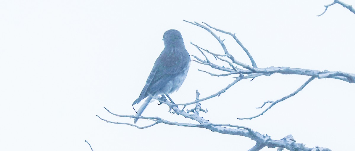 Western Bluebird - ML639996568