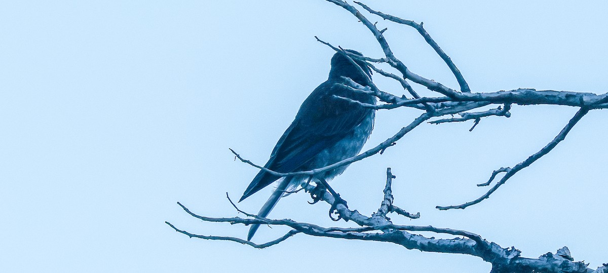 Western Bluebird - ML639996574