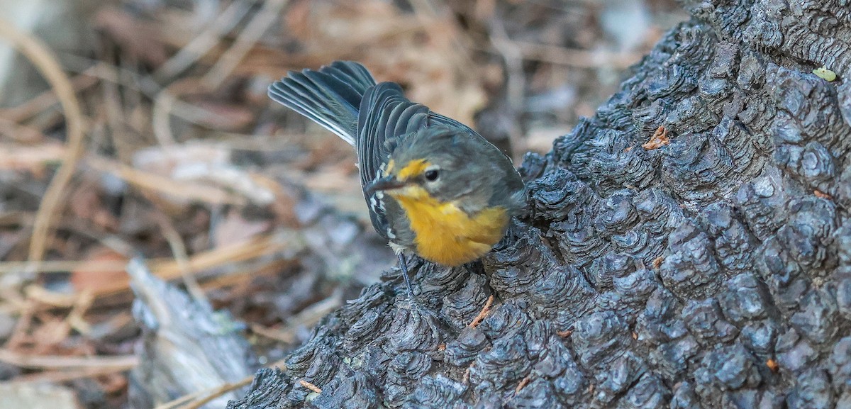Grace's Warbler - ML639996587