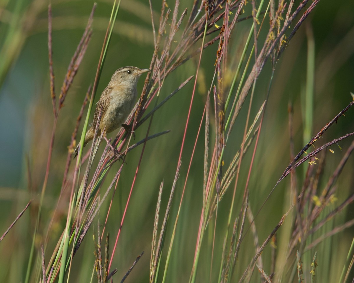 Sedge Wren - ML639996589