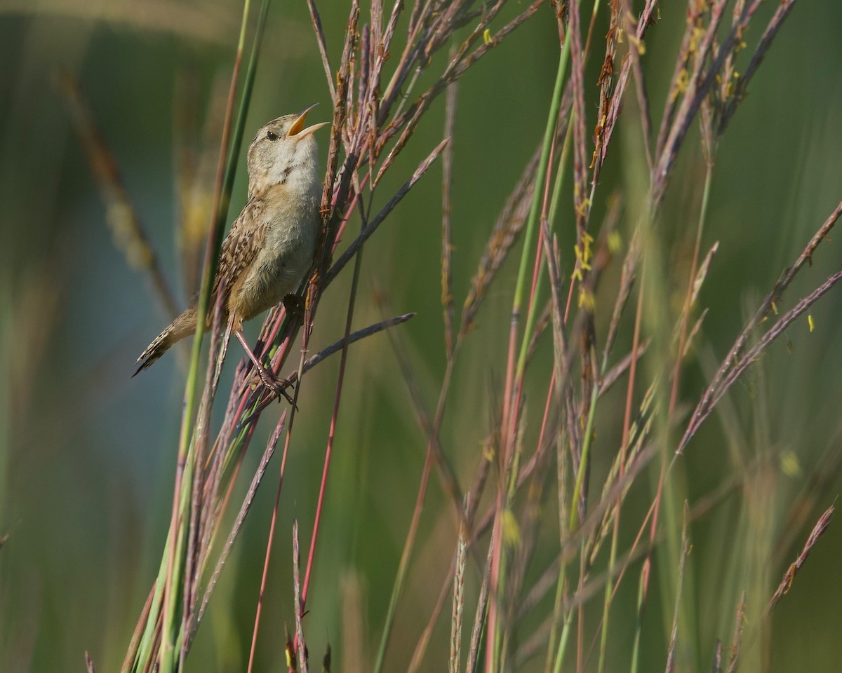 Sedge Wren - ML639996603