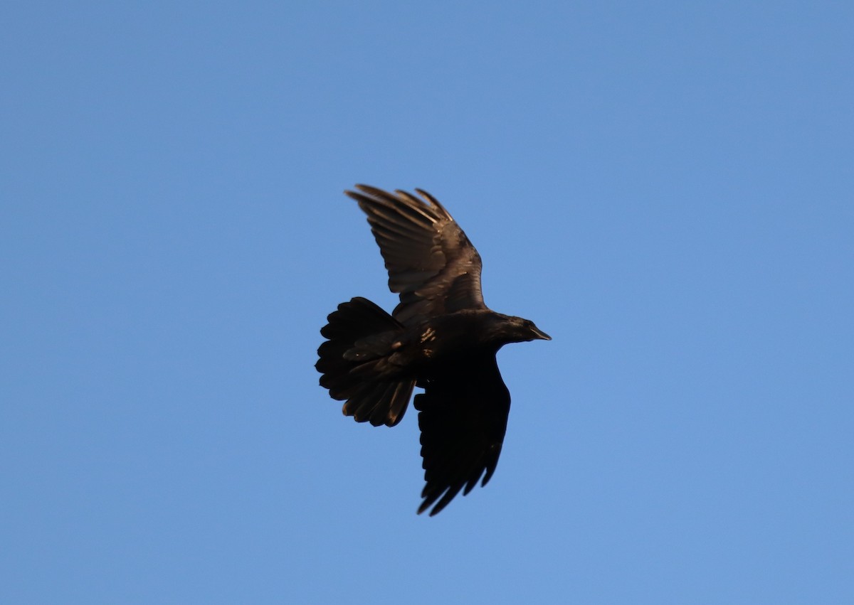 Common Raven - ML639996691