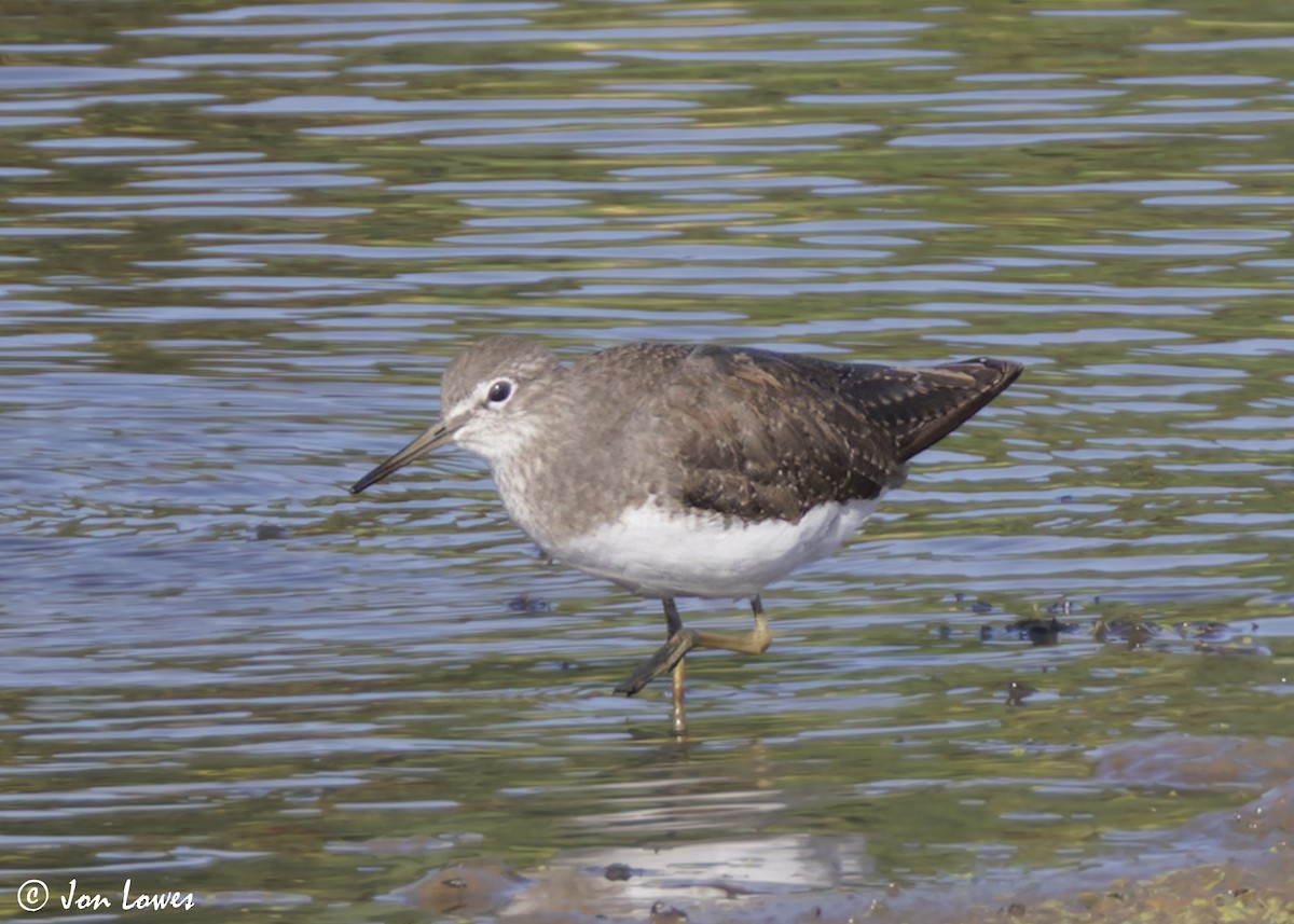 Green Sandpiper - ML639996738