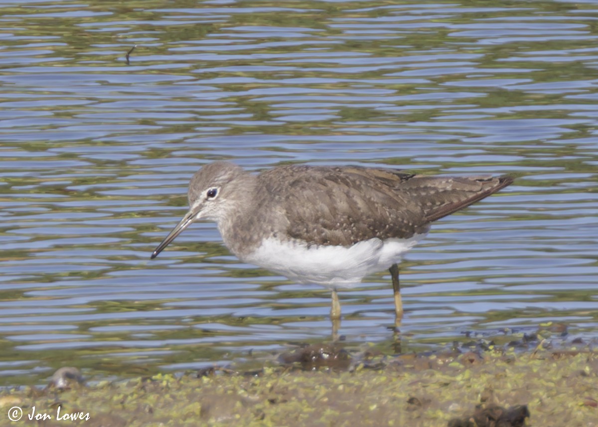 Green Sandpiper - ML639996739