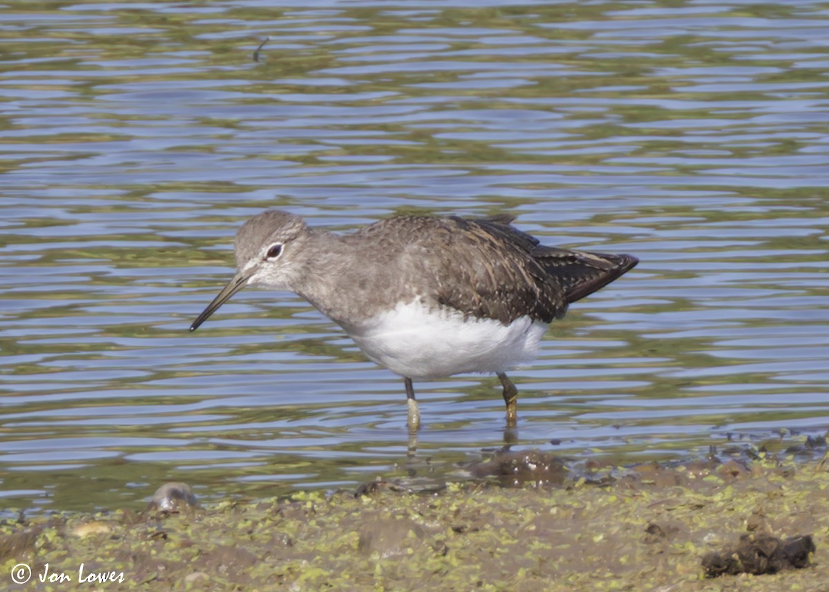 Green Sandpiper - ML639996740