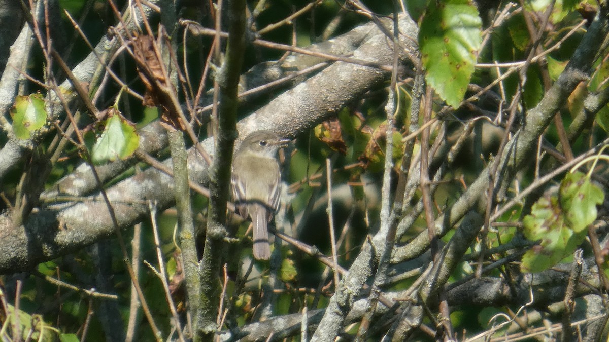 Empidonax sp. - ML639996771