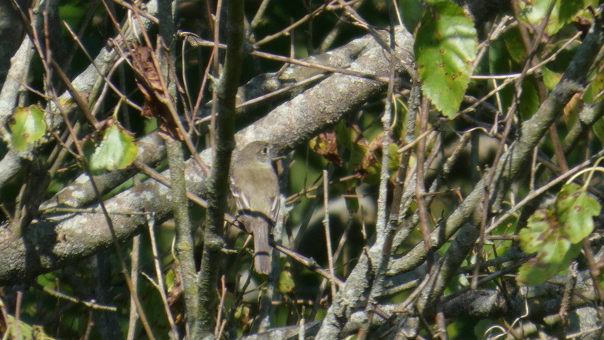 Empidonax sp. - ML639996772