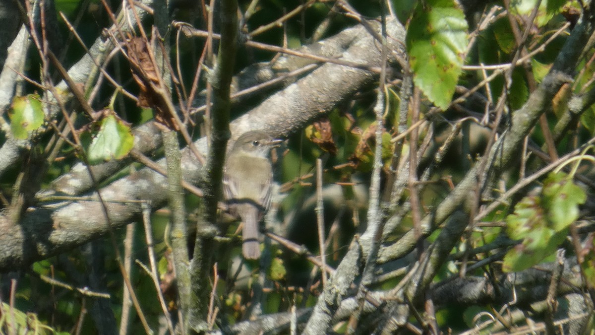 Empidonax sp. - ML639996773