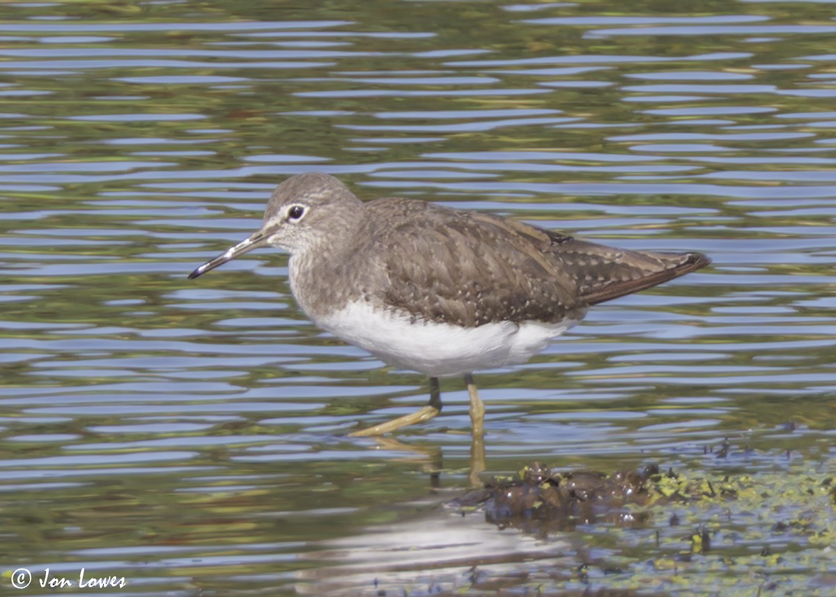 Green Sandpiper - ML639996777