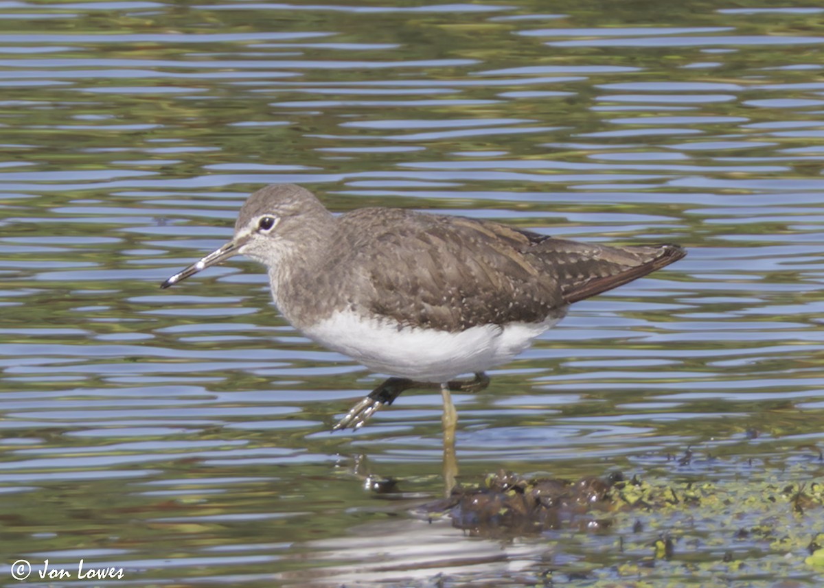 Green Sandpiper - ML639996778