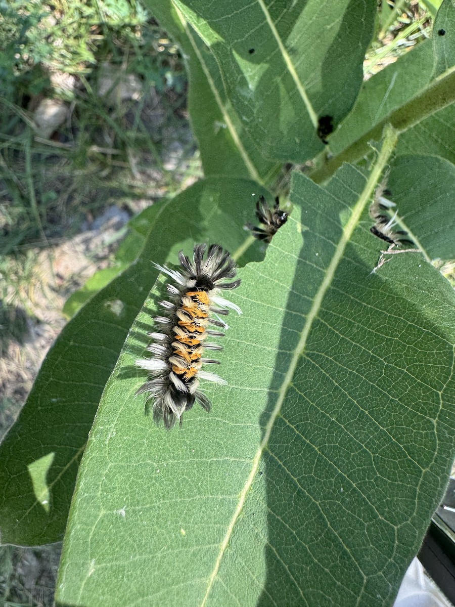 Milkweed Tussock Moth - ML639996779