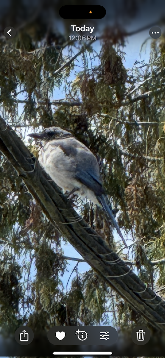 krattskrike - ML639996807