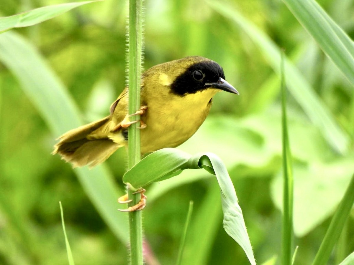 Olive-crowned Yellowthroat - ML639996836